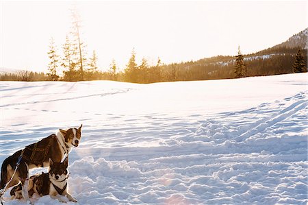 simsearch:6126-09266749,k - Sweden, Jamtland, Are, Portrait of dogs in field Foto de stock - Sin royalties Premium, Código: 6126-08642812