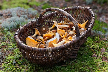simsearch:6102-07158284,k - Sweden, Sodermanland, Hellas, Basket filled with chanterelle Stock Photo - Premium Royalty-Free, Code: 6126-08642981