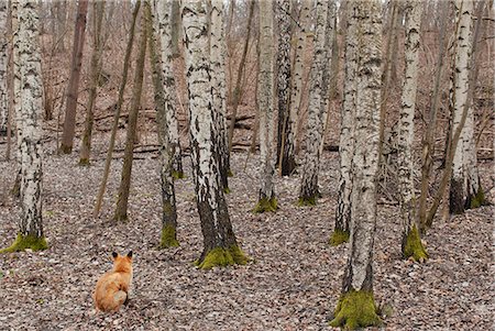 sodermanland - Sweden, Sodermanland, Stockholm, View of fox in forest Foto de stock - Sin royalties Premium, Código: 6126-08643027