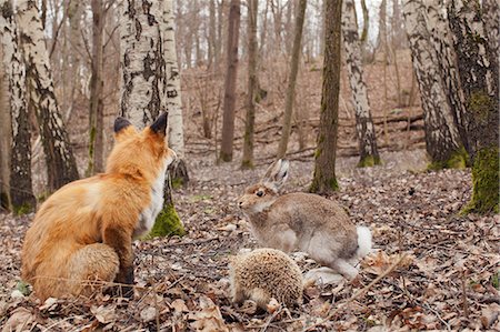 sodermanland - Sweden, Sodermanland, Stockholm, Fox, hare and hedgehog in forest Foto de stock - Sin royalties Premium, Código: 6126-08643028