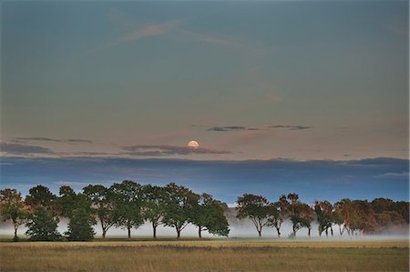 simsearch:6126-08643402,k - Sweden, Vastmanland, Trees in plain at dusk Stock Photo - Premium Royalty-Free, Code: 6126-08643168