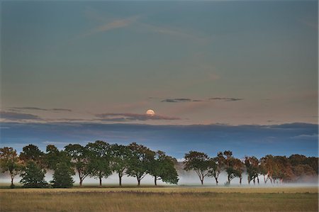 simsearch:6126-08643494,k - Sweden, Vastmanland, Trees in plain at dusk Photographie de stock - Premium Libres de Droits, Code: 6126-08643168