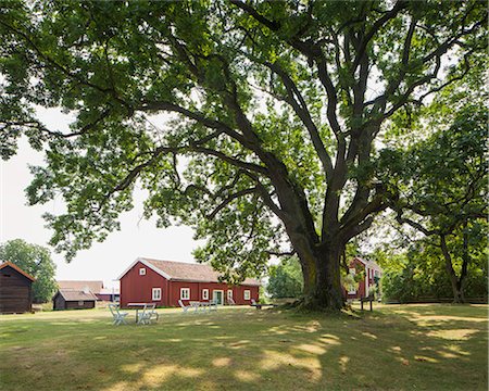 simsearch:6126-08643764,k - Sweden, Smaland, Visingso, Huge oak tree (Quercus robur) and houses in summer Stock Photo - Premium Royalty-Free, Code: 6126-08643488