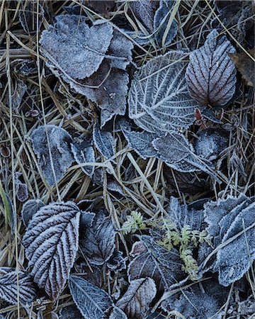 frozen vegetables - Sweden, Frozen leaves on grass in winter Photographie de stock - Premium Libres de Droits, Code: 6126-08643588