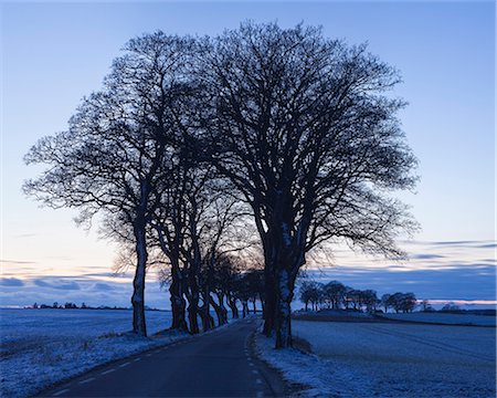 simsearch:6126-08643494,k - Sweden, Skane, Skurup, Treelined road in winter Photographie de stock - Premium Libres de Droits, Code: 6126-08643531