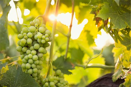 simsearch:6126-08644354,k - Italy, Tuscany, Dicomano, Close-up of bunch of grapes in vineyard Stock Photo - Premium Royalty-Free, Code: 6126-08644357