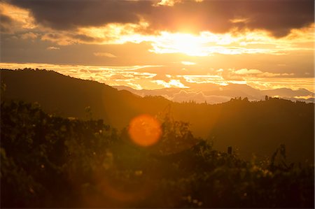 Italy, Tuscany, Dicomano, Landscape of vineyard at sunset Stock Photo - Premium Royalty-Free, Code: 6126-08644364
