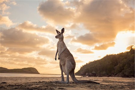 Australia, Queensland, Cape Hillsbourgh, Kangaroo (Macropus) on beach at sunset Foto de stock - Sin royalties Premium, Código: 6126-08644373