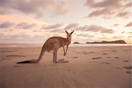 simsearch:6126-08644372,k - Australia, Queensland, Cape Hillsbourgh, Kangaroo (Macropus) on beach at sunset Foto de stock - Sin royalties Premium, Código: 6126-08644372