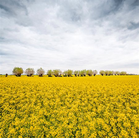 simsearch:6126-08643402,k - Sweden, Skane, Trees in middle of rapeseed field Stock Photo - Premium Royalty-Free, Code: 6126-08644463