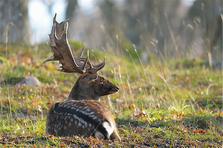 simsearch:6126-08643494,k - Sweden, Sodermanland, Gripsholm, Fallow deer lying on grass Photographie de stock - Premium Libres de Droits, Code: 6126-08644669