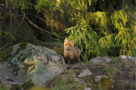 fuchs - Sweden, Uppland, Lidingo, Portrait of red fox (vulpes vulpes) Foto de stock - Sin royalties Premium, Código: 6126-08644673