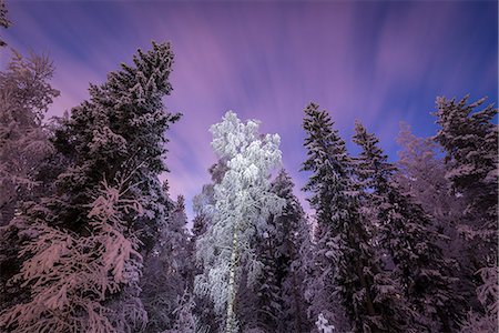 simsearch:6126-08636086,k - Finland, Pohjois-Pohjanmaa, Oulu, Low-angle view of forest in winter Foto de stock - Royalty Free Premium, Número: 6126-08644790