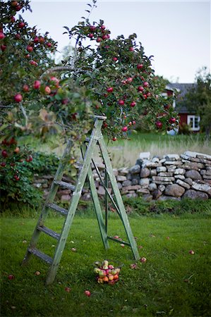 simsearch:6102-07768474,k - Sweden, Oland, Alvaret, Ladder under apple tree Fotografie stock - Premium Royalty-Free, Codice: 6126-08658955