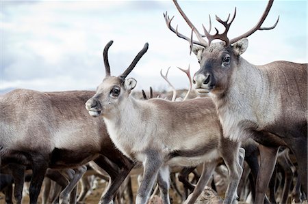 Sweden, Lapland, Levas, Close- up of reindeer (Rangifer tarandus) walking in wild Foto de stock - Sin royalties Premium, Código: 6126-08658982