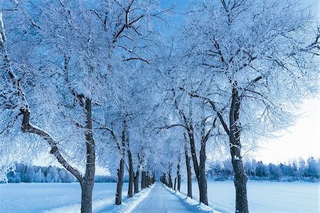 sodermanland - Sweden, Sodermanland, Skavsta, Winter landscape with road and trees Stock Photo - Premium Royalty-Free, Code: 6126-08659092