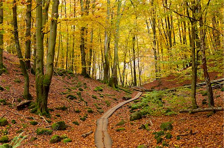 simsearch:6126-08643494,k - Sweden, Skane, Soderasen, Wooden overpass through national park in autumn Photographie de stock - Premium Libres de Droits, Code: 6126-08659146