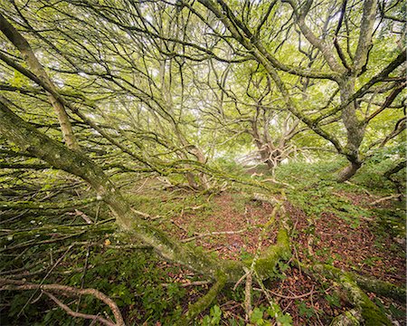 simsearch:6126-08659160,k - Sweden, Skane, Torup, Bokskogen, High angle view of trees in forest Photographie de stock - Premium Libres de Droits, Code: 6126-08659157