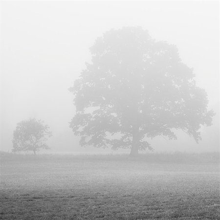 simsearch:6126-08659161,k - Sweden, Skane, Silhouette of English Oak (Quercus robur) in meadow in fog Photographie de stock - Premium Libres de Droits, Code: 6126-08659161