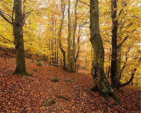 estación (período de tiempo) - Sweden, Skane, Stenshuvud National Park, Autumn forest with yellow leaves Foto de stock - Sin royalties Premium, Código: 6126-08659193