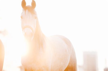 Sweden, Smaland, Sundsholm, Portrait of horse at dawn Foto de stock - Sin royalties Premium, Código: 6126-08659133