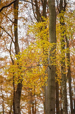 simsearch:6126-08580820,k - Sweden, Skane, Soderasens National Park, Yellow leaves on tree in autumn Foto de stock - Sin royalties Premium, Código: 6126-08659206