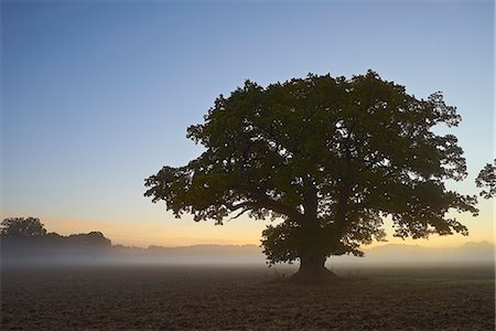 Sweden, Sodermanland, Single tree in foggy field at dawn Stock Photo - Premium Royalty-Free, Code: 6126-08659466