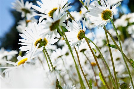 simsearch:6126-08644314,k - Sweden, Skane, Marguerites in meadow Stock Photo - Premium Royalty-Free, Code: 6126-08635084