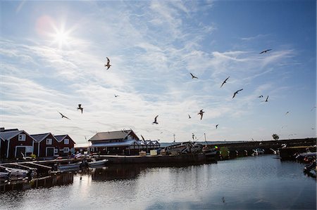 Sweden, Medelpad, Njurunda, Flying birds over river and fishing village Stock Photo - Premium Royalty-Free, Code: 6126-08635213