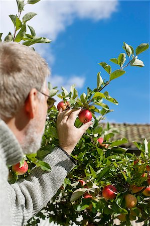 simsearch:6102-07768579,k - Sweden, Vastergotland, Tarby, Senior man picking apples in garden Foto de stock - Royalty Free Premium, Número: 6126-08635583