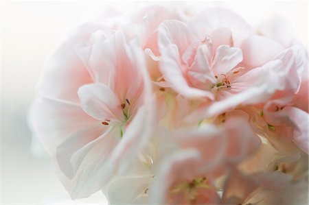 scented geranium - Close-up of geranium Stock Photo - Premium Royalty-Free, Code: 6126-08635504