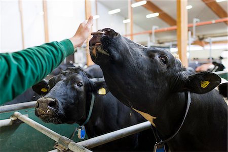 Sweden, Ostergotland, Bleckenstad, Man reaching to cow in dairy farm Photographie de stock - Premium Libres de Droits, Code: 6126-08635535