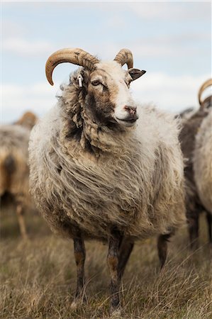 scandinavian ethnicity - Sweden, Gotland, Front view of sheep on meadow Foto de stock - Sin royalties Premium, Código: 6126-08635773