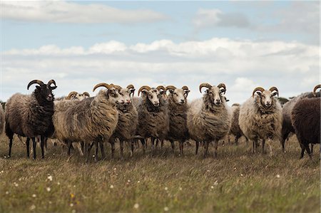 simsearch:6126-08781093,k - Sweden, Gotland, Flock of sheep on meadow Foto de stock - Sin royalties Premium, Código: 6126-08635772