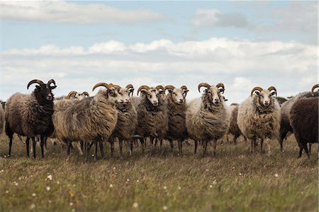 scandinavian - Sweden, Gotland, Flock of sheep on meadow Stock Photo - Premium Royalty-Free, Code: 6126-08635772
