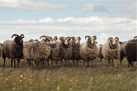 simsearch:6126-09103696,k - Sweden, Gotland, Flock of sheep on meadow Fotografie stock - Premium Royalty-Free, Codice: 6126-08635772