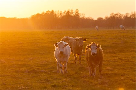 five animals - Sweden, Skane, Torna Hallestad, Cows on pasture Stock Photo - Premium Royalty-Free, Code: 6126-08635714