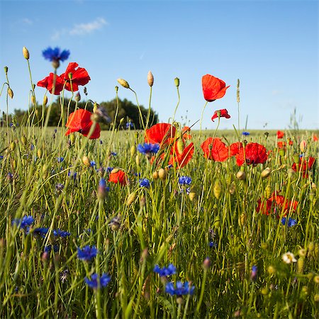 Sweden, Skane, Slimminge, View of flowers in meadow (Papaver rheas, Cyanus segetum) Photographie de stock - Premium Libres de Droits, Code: 6126-08635733