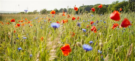 Sweden, Skane, Slimminge, View of flowers in meadow (Papaver rheas, Cyanus segetum) Stock Photo - Premium Royalty-Free, Code: 6126-08635732
