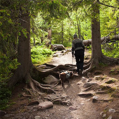 simsearch:6126-08635820,k - Sweden, Dalama, Fulufjallet National Park, Woman walking dog in forest Fotografie stock - Premium Royalty-Free, Codice: 6126-08635820