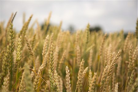 field of wheat with people - Sweden, Skane, Soderslatt, Beddinge, Close up of growing wheat Stock Photo - Premium Royalty-Free, Code: 6126-08636063