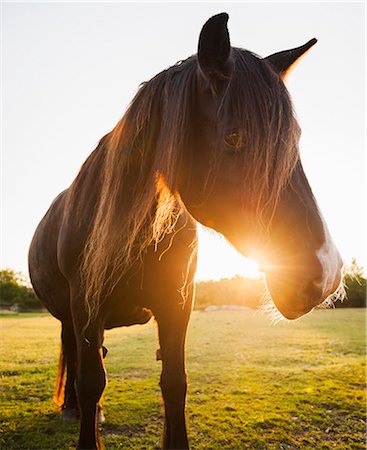 simsearch:700-03659295,k - Sweden, Gotland, Horse at sunset Foto de stock - Sin royalties Premium, Código: 6126-08636086