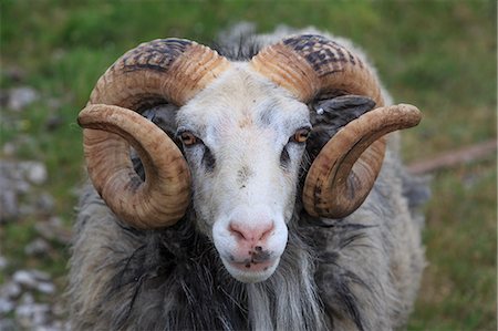 Sweden, Gotland, Faro, Close up of goat Stock Photo - Premium Royalty-Free, Code: 6126-08636396