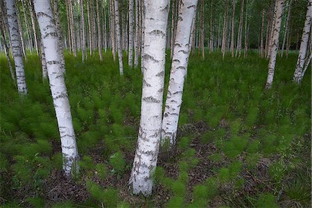 Sweden, Halsingland, Voxnan, Betula forest Photographie de stock - Premium Libres de Droits, Code: 6126-08636428