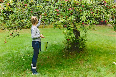simsearch:6126-08636707,k - Finland, Uusimaa, Sipoo, Woman picking apples from tree Foto de stock - Royalty Free Premium, Número: 6126-08636721