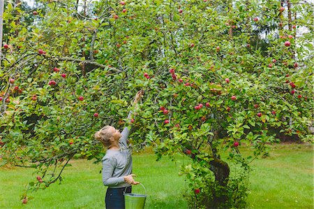 simsearch:6126-08636707,k - Finland, Uusimaa, Sipoo, Woman picking apples from tree Foto de stock - Royalty Free Premium, Número: 6126-08636722