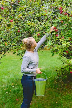 simsearch:6126-08636707,k - Finland, Uusimaa, Sipoo, Woman picking apples from tree Stock Photo - Premium Royalty-Free, Code: 6126-08636724