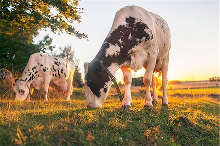 simsearch:6126-09103696,k - Sweden, Uppland, Grillby, Lindsunda, Cows (Bos taurus) grazing in field Fotografie stock - Premium Royalty-Free, Codice: 6126-08781094