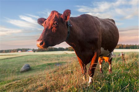 simsearch:6126-08781093,k - Sweden, Uppland, Grillby, Lindsunda, Cattle (Bos taurus) grazing in field Foto de stock - Sin royalties Premium, Código: 6126-08781095