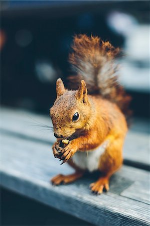 squirrel - Sweden, Squirrel (Sciurus Vulgaris) eating Stock Photo - Premium Royalty-Free, Code: 6126-08781419